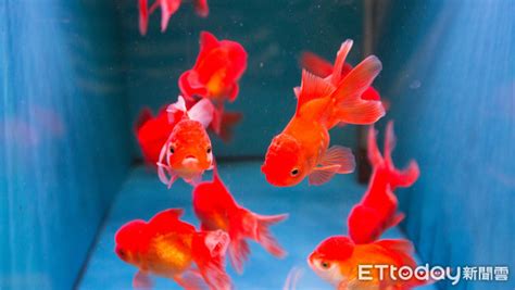 養魚推薦|8種適合新手養的魚 1500元就能在家打造「療癒水族箱。